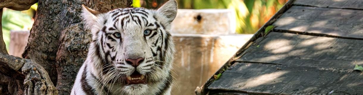 International Tiger Day