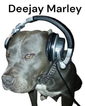 Marley's Breaks Train 39
