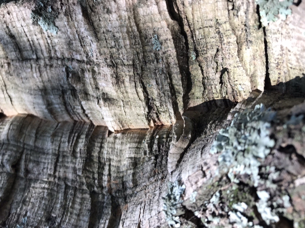 alt_header_auralguerrilla