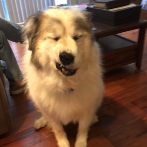 profile_thehandicapperrr