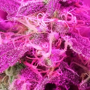 profile_VodkaShot420