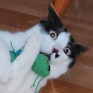 profile_Annoying_FrenchCanadian