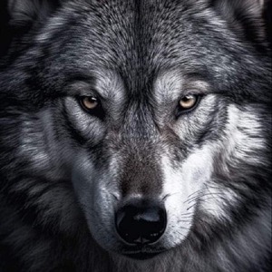 profile_dj_greywolf420