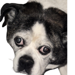 profile_supperbentley