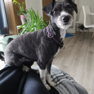 profile_rasstappen__69__