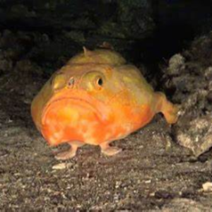 profile_afishwithtoes