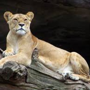 profile_Vanillaloops