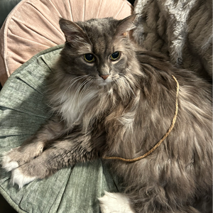profile_dj_puffmittens