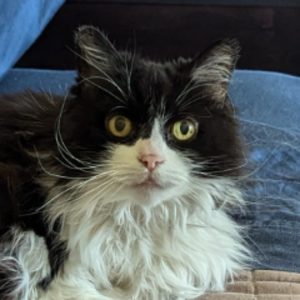 profile_Rostaman_KCCA