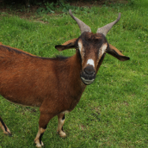 profile_MadeForItFarm