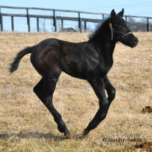 profile_fritztheblackhorse