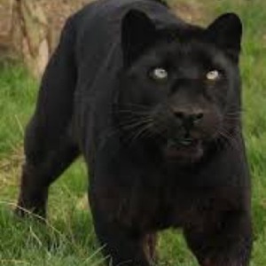 profile_DJ_Alkhemist