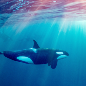 profile_Scorpion_Redtooth