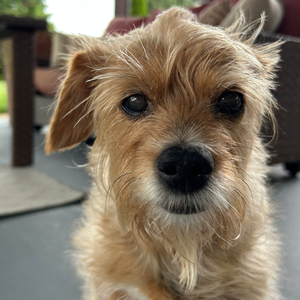 profile_bonus_creature