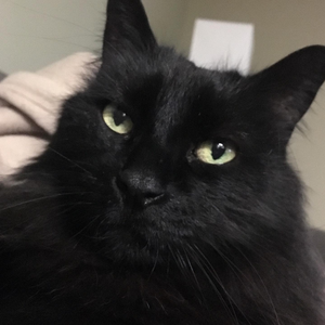 profile_ShiningStarKW