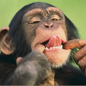 profile_FrancescoSurdo