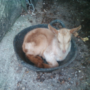 profile_goatstew