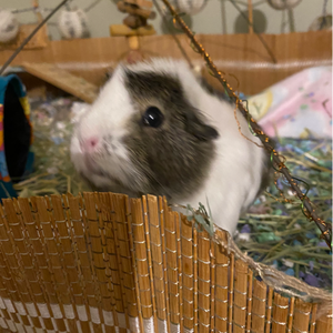 profile_MisterBee123