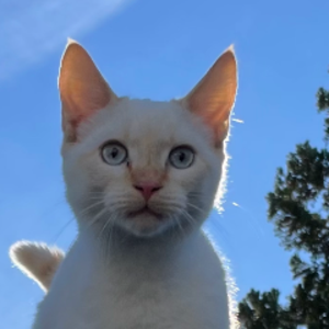 profile_spectraphonic