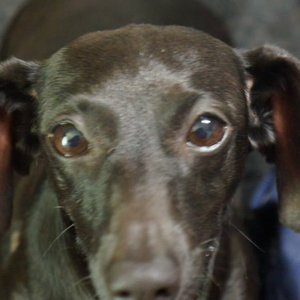 profile_hollywoodhawk86