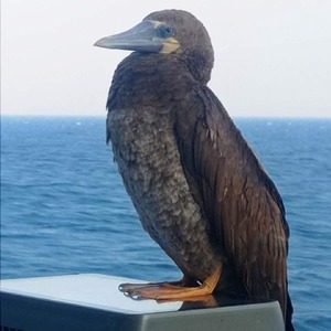 profile_herkulesperkulessaaz