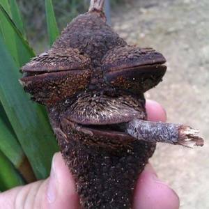 profile_Kaz_ImogenMaye