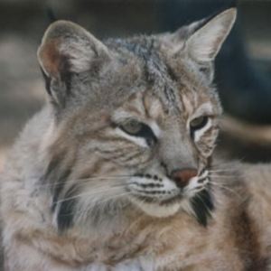 profile_Bobcat665