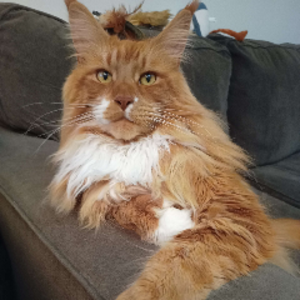 profile_CptKirksPants